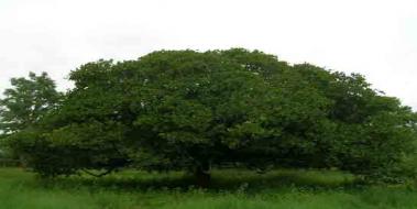 Kaju Fıstığı Ağacı